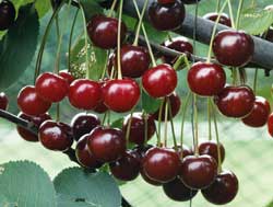 نهال آلبالو