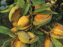 نهال بادام مامایی