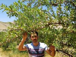 نهال بادام آی