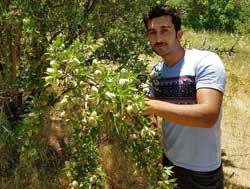 نهال بادام آذر