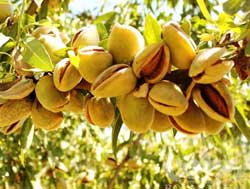 نهال بادام تونو