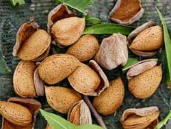 نهال بادام ربیع