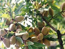 نهال بادام شاهرود۱۲