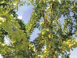 نهال بادام یلدا