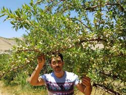 نهال بادام کاغذی