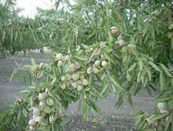 نهال بادام فرانیس