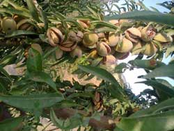 نهال بادام شکوفه