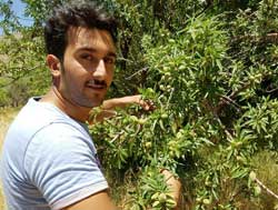 نهال بادام سهند