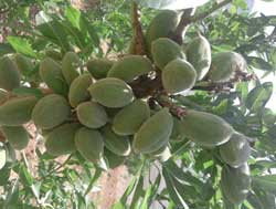 نهال بادام حریر