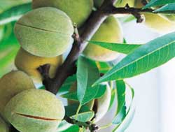 نهال بادام پسته ای