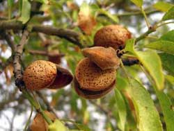 نهال بادام نون پاریل