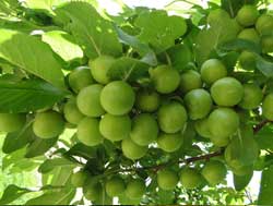 نهال گوجه سبز