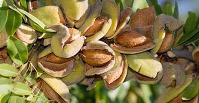 ارقام نهال پرطرفدار بادام