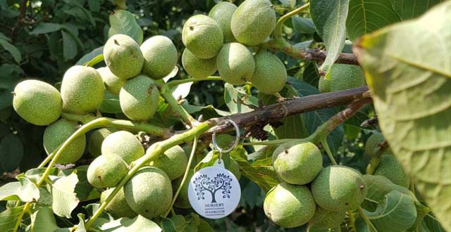 ارقام نهال پرطرفدار گردو